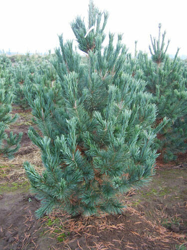 Borovice ohebná 'Vanderwolfs Pyramid' - Pinus flexilis 'Vanderwolfs Pyramid'