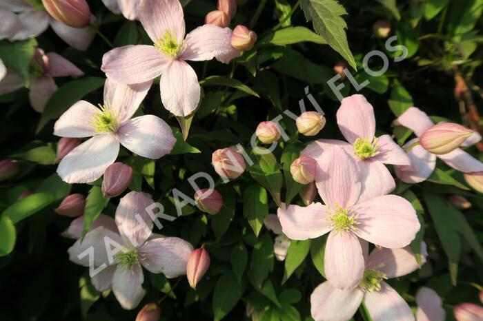 Plamének horský 'Rubens' - Clematis montana 'Rubens'