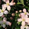 plamnek horsk Rubens - Clematis montana Rubens