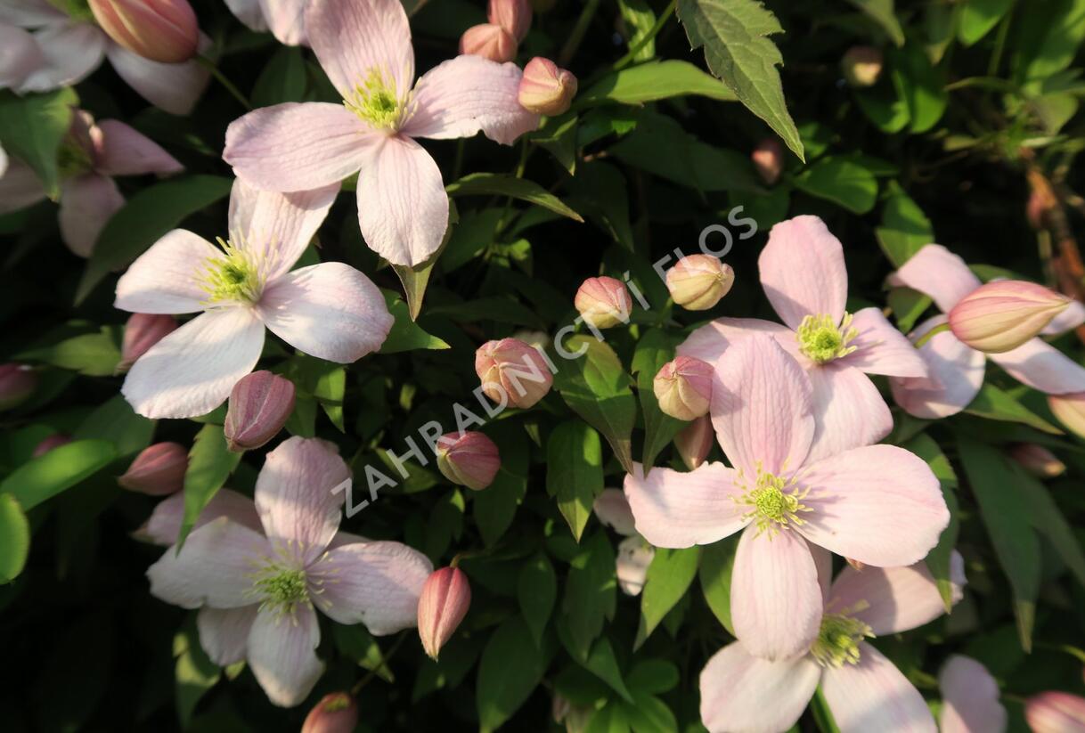 Plamének horský 'Rubens' - Clematis montana 'Rubens'