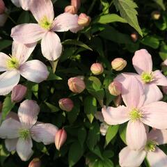 Plamének horský 'Rubens' - Clematis montana 'Rubens'