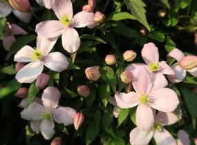 Plamének horský 'Rubens' - Clematis montana 'Rubens'