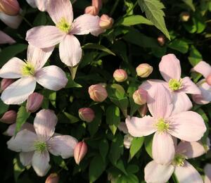 Plamének horský 'Rubens' - Clematis montana 'Rubens'
