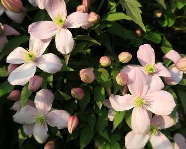 Plamének horský 'Rubens'