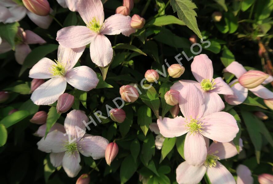 Plamének horský 'Rubens' - Clematis montana 'Rubens'