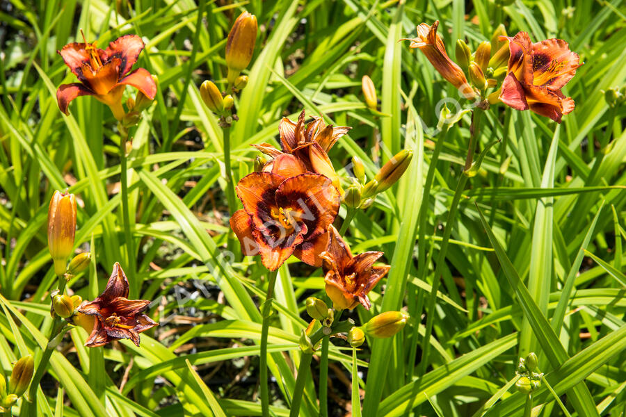 Denivka 'Madeline Nettles Eyes' - Hemerocallis 'Madeline Nettles Eyes'