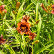 Denivka 'Madeline Nettles Eyes' - Hemerocallis 'Madeline Nettles Eyes'