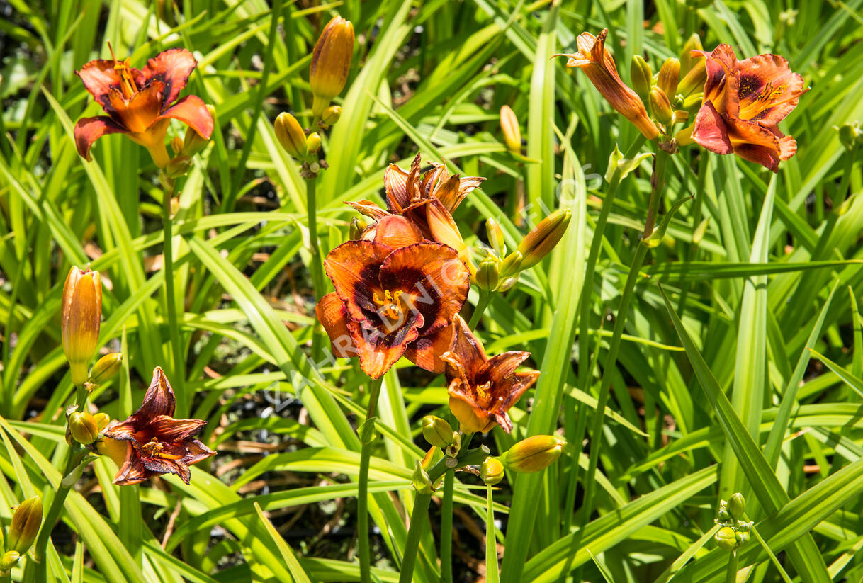 Denivka 'Madeline Nettles Eyes' - Hemerocallis 'Madeline Nettles Eyes'