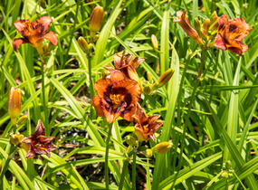 Denivka 'Madeline Nettles Eyes' - Hemerocallis 'Madeline Nettles Eyes'