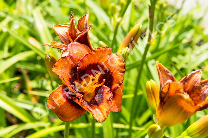 Denivka 'Madeline Nettles Eyes' - Hemerocallis 'Madeline Nettles Eyes'