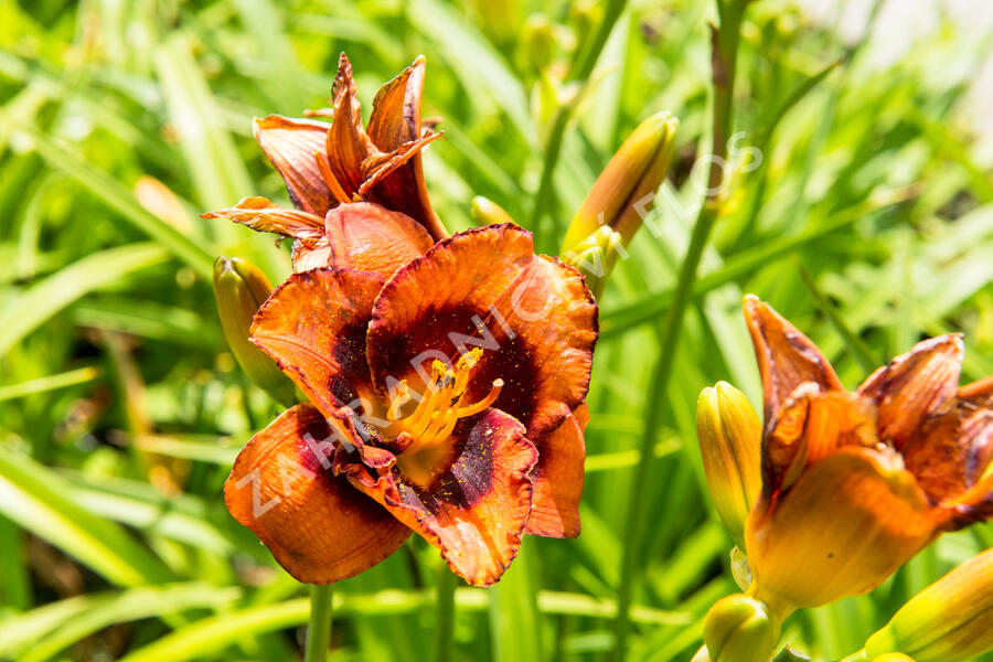 Denivka 'Madeline Nettles Eyes' - Hemerocallis 'Madeline Nettles Eyes'