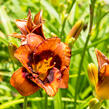 Denivka 'Madeline Nettles Eyes' - Hemerocallis 'Madeline Nettles Eyes'