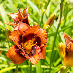 Denivka 'Madeline Nettles Eyes' - Hemerocallis 'Madeline Nettles Eyes'