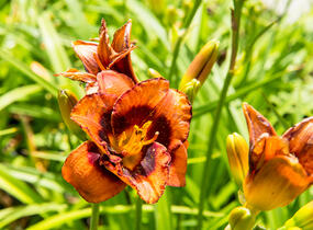 Denivka 'Madeline Nettles Eyes' - Hemerocallis 'Madeline Nettles Eyes'