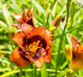 Denivka 'Madeline Nettles Eyes' - Hemerocallis 'Madeline Nettles Eyes'