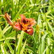 Denivka 'Madeline Nettles Eyes' - Hemerocallis 'Madeline Nettles Eyes'