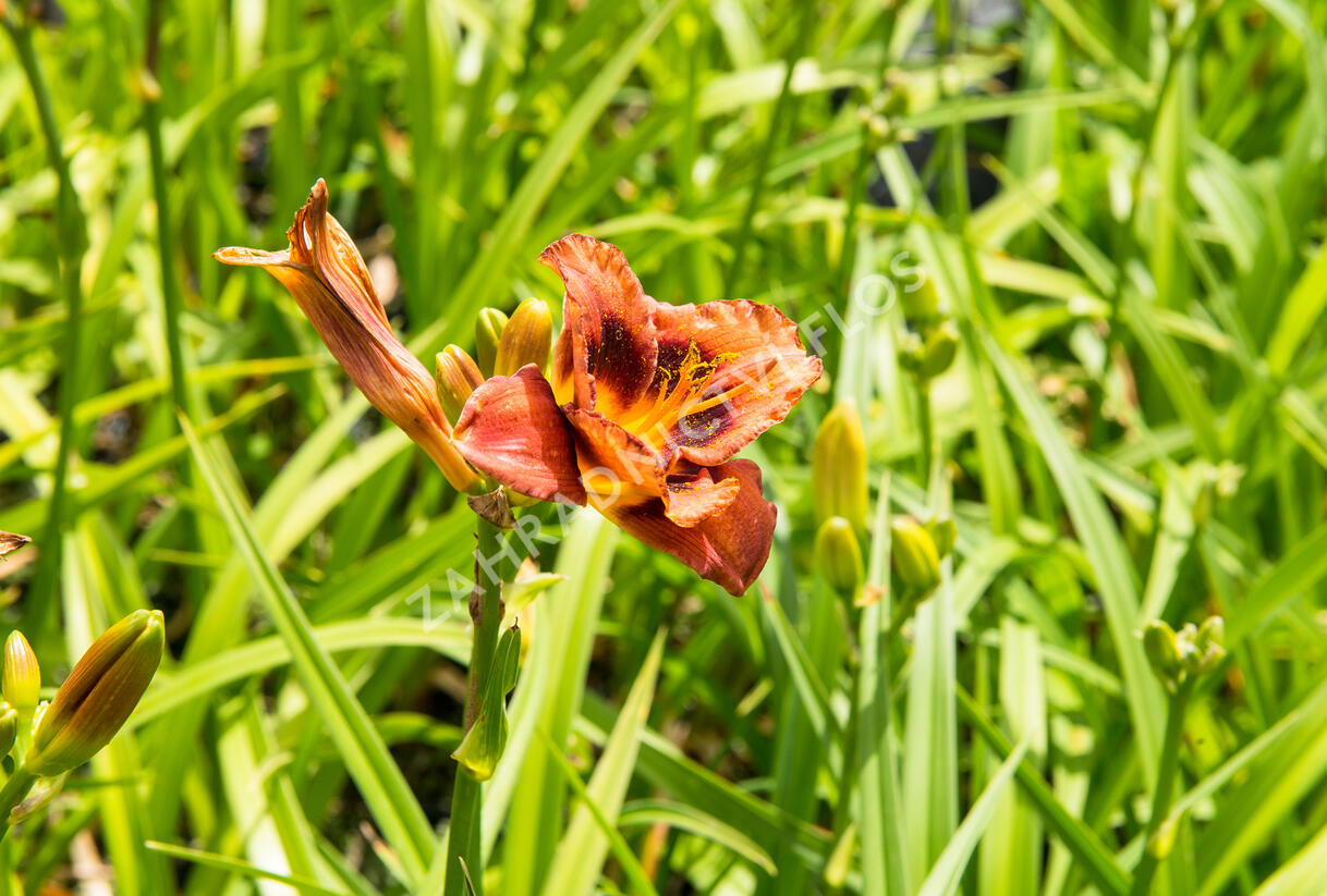 Denivka 'Madeline Nettles Eyes' - Hemerocallis 'Madeline Nettles Eyes'