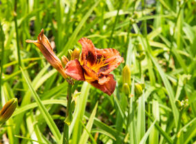Denivka 'Madeline Nettles Eyes' - Hemerocallis 'Madeline Nettles Eyes'