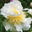 Pivoňka bělokvětá 'Top Brass' - Paeonia lactiflora 'Top Brass'
