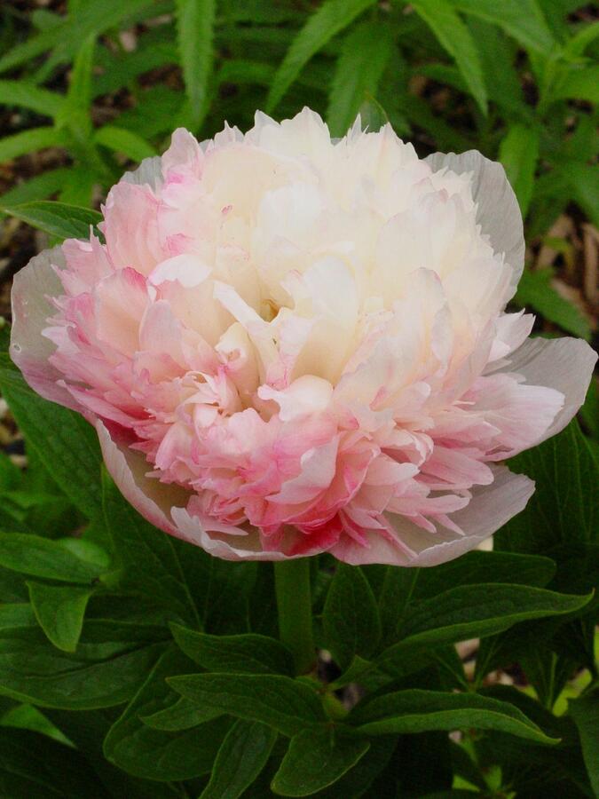 Pivoňka lékařská 'Mutabilis Plena' - Paeonia officinalis 'Mutabilis Plena'