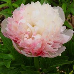 Pivoňka lékařská 'Mutabilis Plena' - Paeonia officinalis 'Mutabilis Plena'