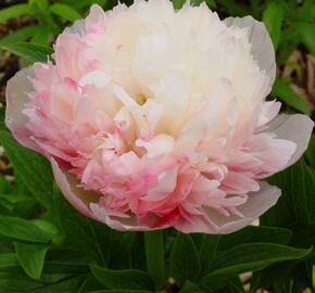 Pivoňka lékařská 'Mutabilis Plena' - Paeonia officinalis 'Mutabilis Plena'