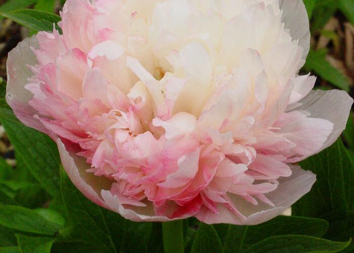 Pivoňka lékařská 'Mutabilis Plena' - Paeonia officinalis 'Mutabilis Plena'
