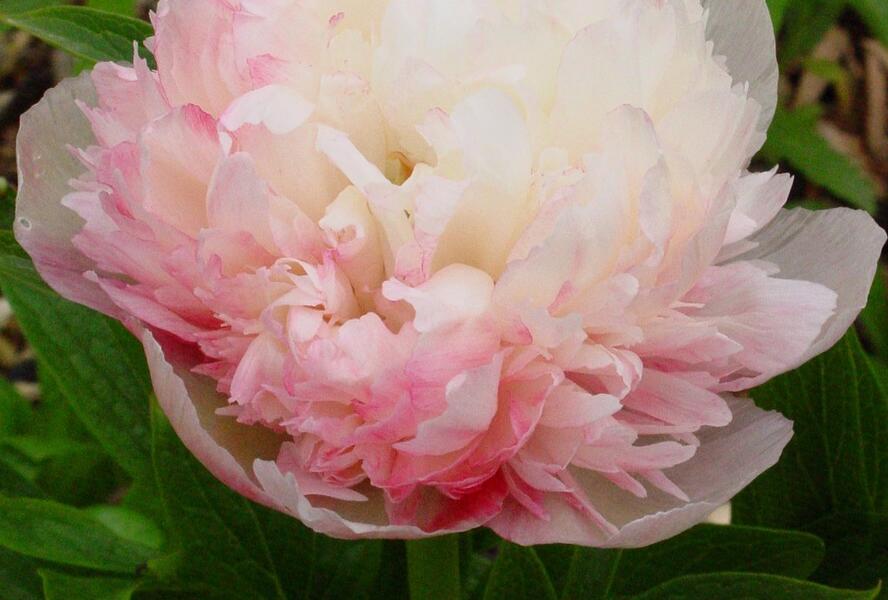 Pivoňka lékařská 'Mutabilis Plena' - Paeonia officinalis 'Mutabilis Plena'