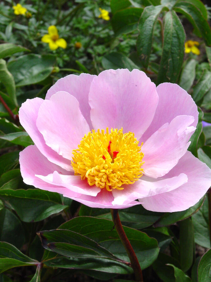 Pivoňka bělokvětá 'Nymphe' - Paeonia lactiflora 'Nymphe'