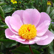 Pivoňka bělokvětá 'Nymphe' - Paeonia lactiflora 'Nymphe'