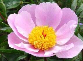 Pivoňka bělokvětá 'Nymphe' - Paeonia lactiflora 'Nymphe'