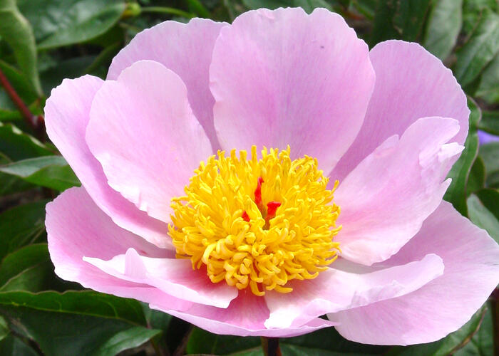 Pivoňka bělokvětá 'Nymphe' - Paeonia lactiflora 'Nymphe'