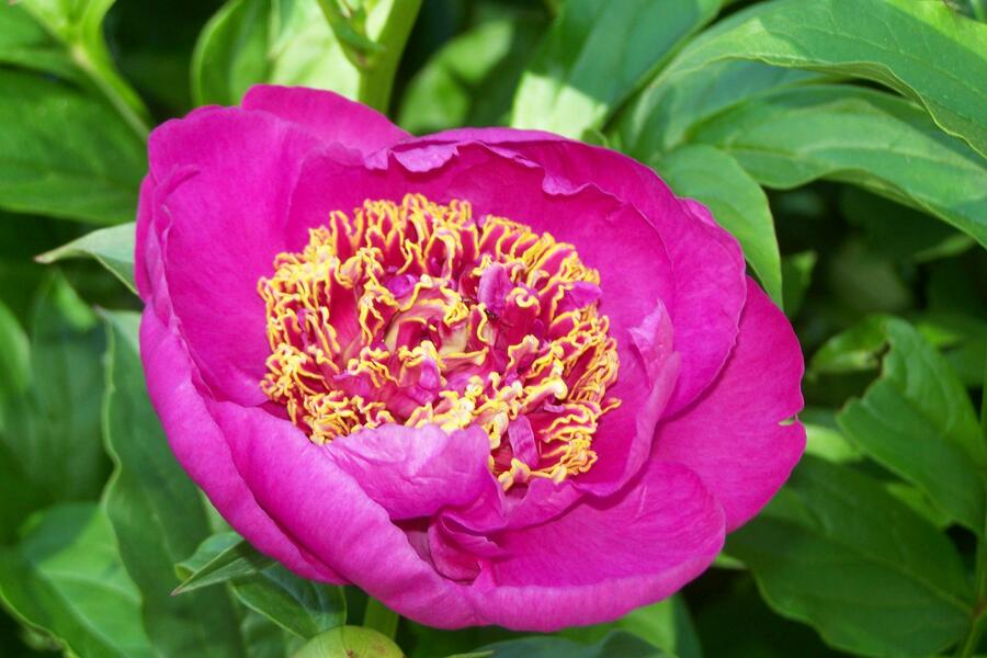 Pivoňka bělokvětá 'Neon' - Paeonia lactiflora 'Neon'