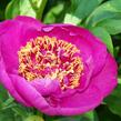 Pivoňka bělokvětá 'Neon' - Paeonia lactiflora 'Neon'