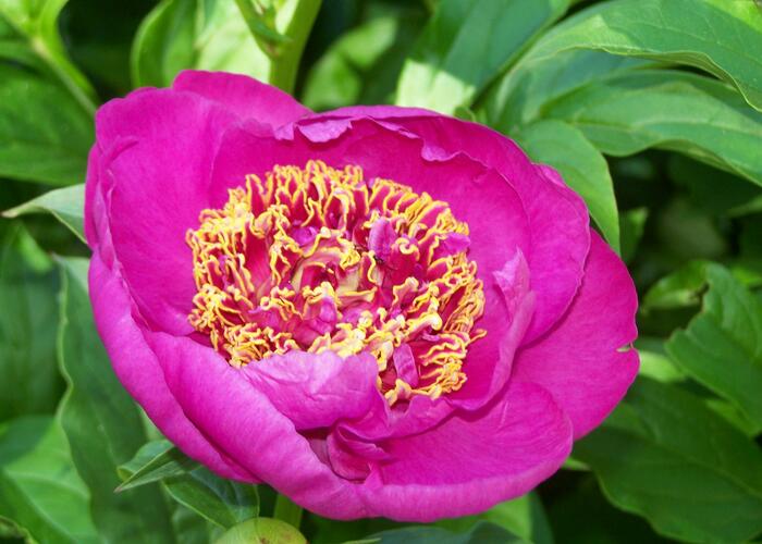Pivoňka bělokvětá 'Neon' - Paeonia lactiflora 'Neon'