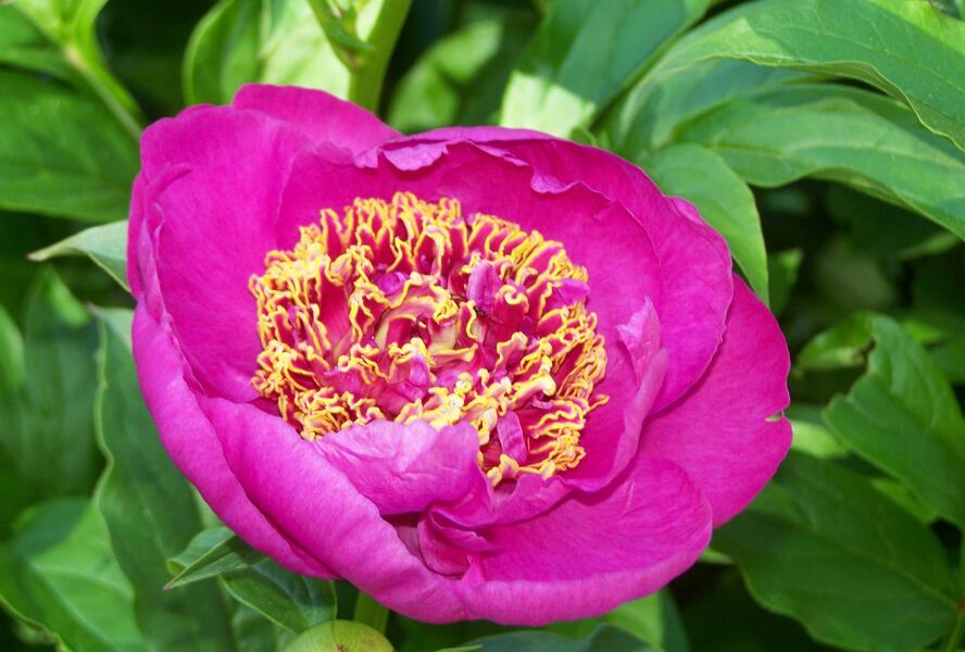 Pivoňka bělokvětá 'Neon' - Paeonia lactiflora 'Neon'