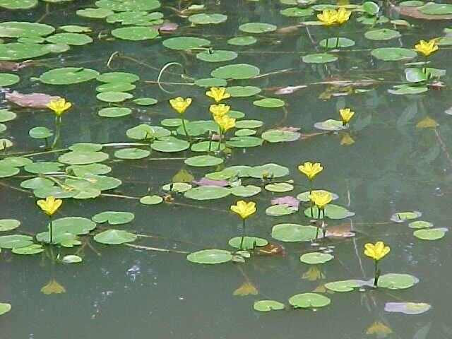 Plavín leknínovitý - Nymphoides peltata