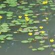 Plavín leknínovitý - Nymphoides peltata
