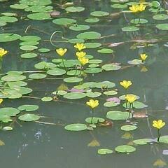 Plavín leknínovitý - Nymphoides peltata