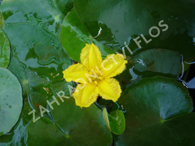 Plavín leknínovitý - Nymphoides peltata