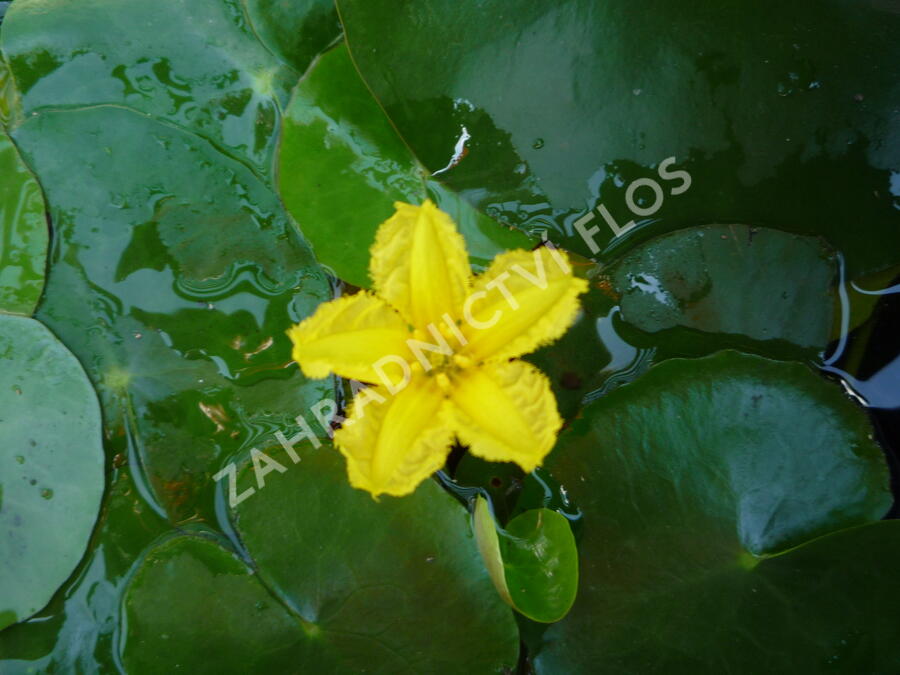 Plavín leknínovitý - Nymphoides peltata