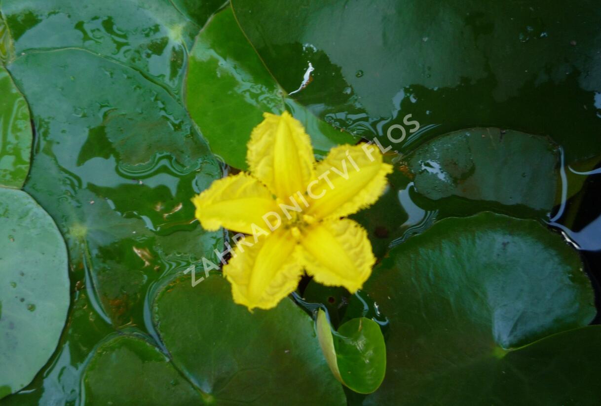 Plavín leknínovitý - Nymphoides peltata