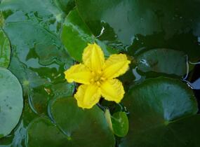 Plavín leknínovitý - Nymphoides peltata