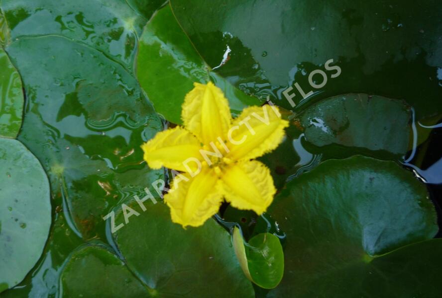 Plavín leknínovitý - Nymphoides peltata