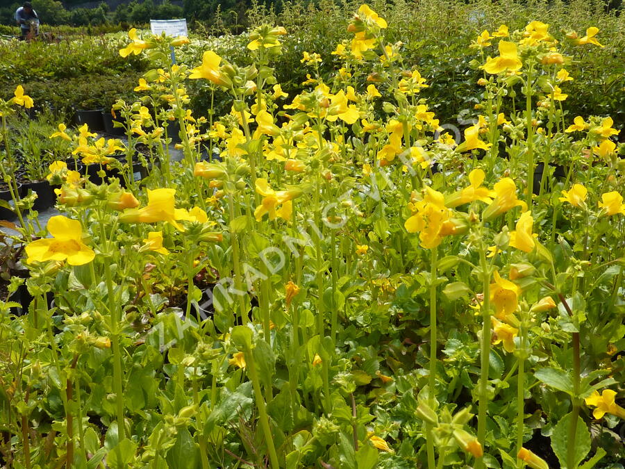 Kejklířka žlutá - Mimulus luteus