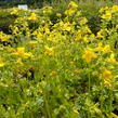 Kejklířka žlutá - Mimulus luteus