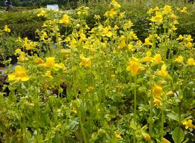 Kejklířka žlutá - Mimulus luteus