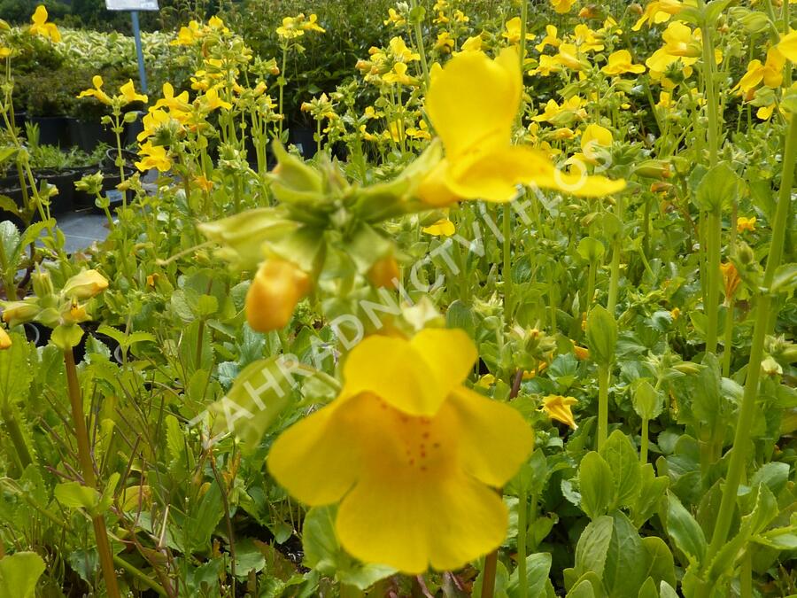 Kejklířka žlutá - Mimulus luteus