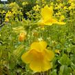 Kejklířka žlutá - Mimulus luteus