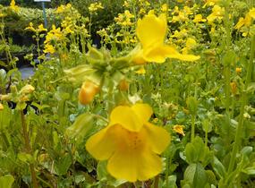 Kejklířka žlutá - Mimulus luteus